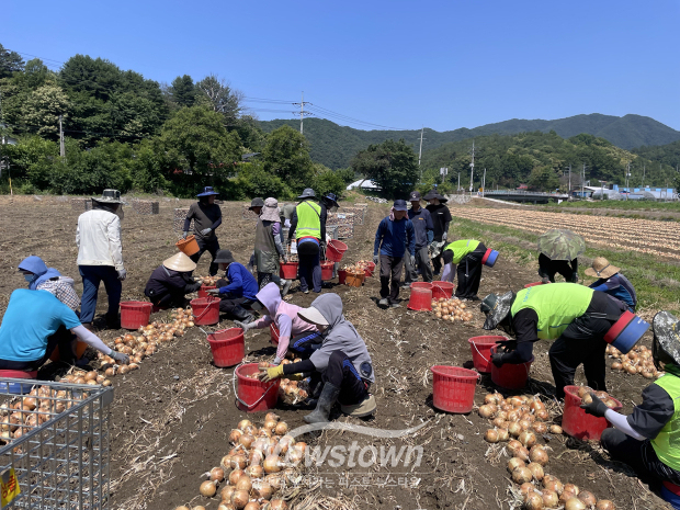 양파 농가 농촌 일손 돕기(사진 / NH농협 공주시지부 제공)