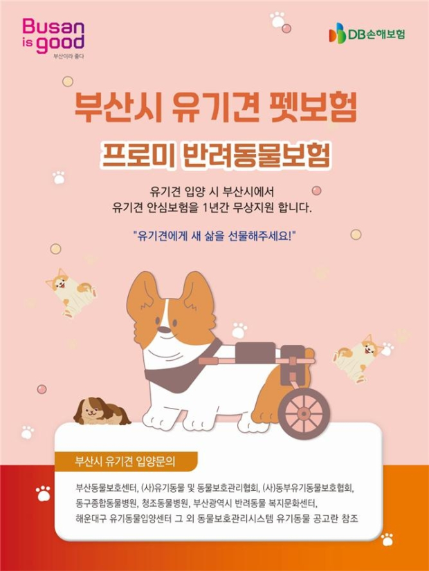 부산시 유기견 펫 보험(자료/부산시 제공)