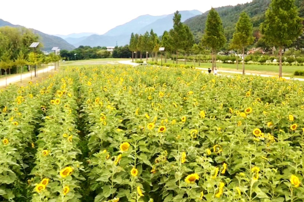 황산공원 해바라기 만개 모습/사진 양산시 제공