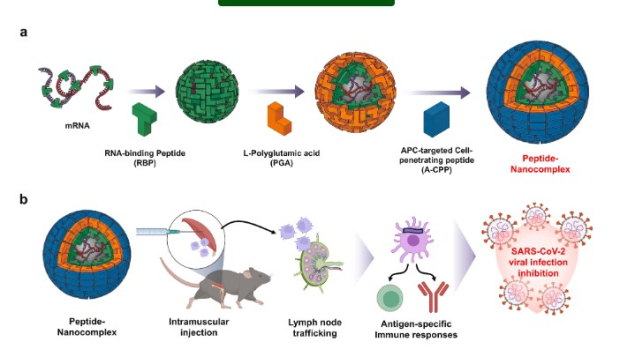 나이벡 차세대 펩타이드 기반 mRNA 약물전달 플랫폼(DDS) 개념도. RNA 결합 펩타이드(RBP), 전하 조절 물질(PGA), 항원제시세포(APC) 표적 세포 투과 펩타이드(A-CPP)를 이용해 mRNA를 림프절로 전달하고 항원 특이적 면역반응을 유도하는 플랫폼 기술