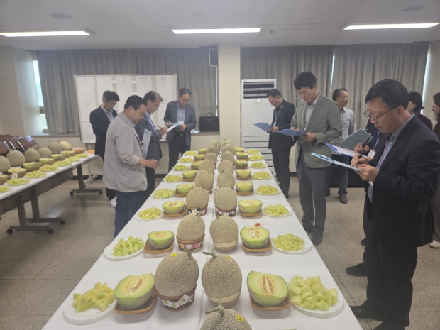 경주시멜론연합회는 14일 경주시농산물산지유통센터에서 경주이사금 멜론 우수 품질 개발 및 품평회를 개최했다.