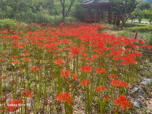 사진=청도군청 제공