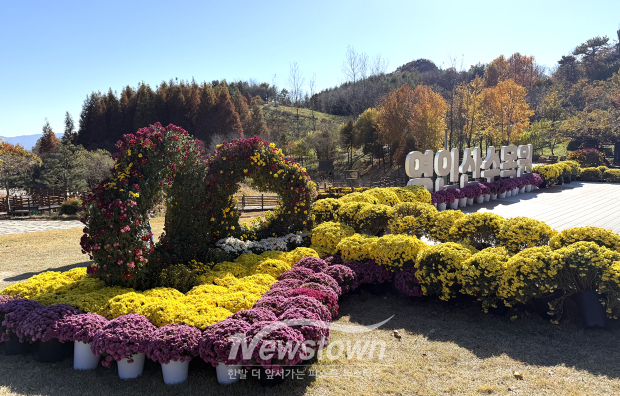 영인산수목원 국화 전시회(사진 / 아산시시설관리공단 제공)